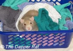 rat toy ideas