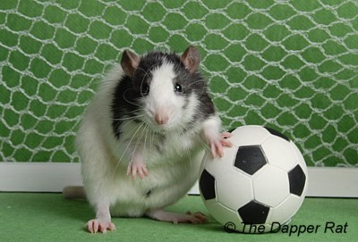 Image result for soccer rat